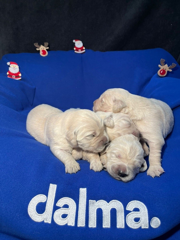 Du rivage des mille etangs - Chiots disponibles - Golden Retriever