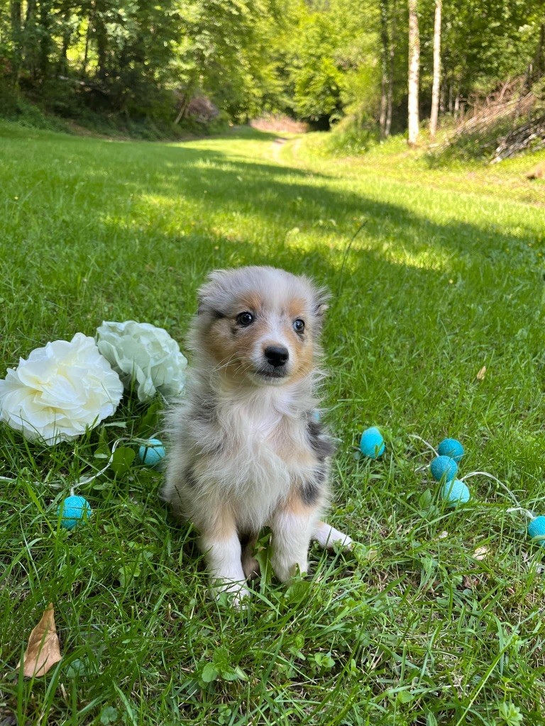 Du rivage des mille etangs - Chiots disponibles - Berger Australien