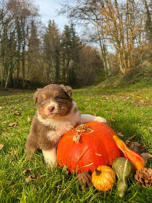 Mâle rouge tricolore queue longue