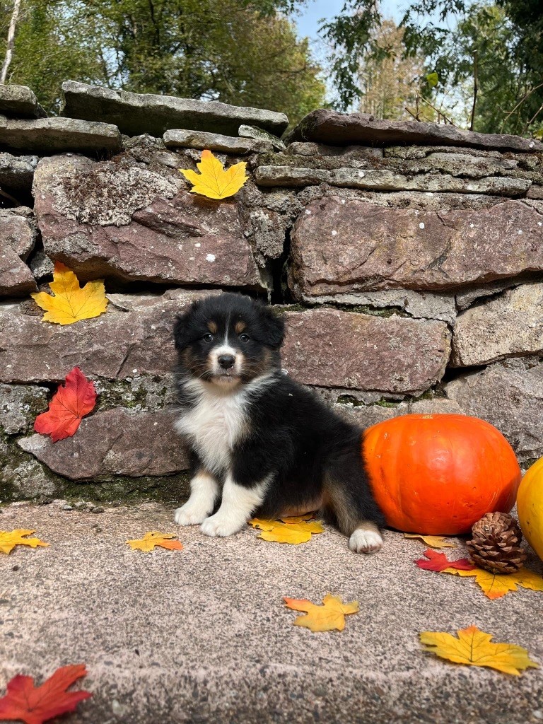 Du rivage des mille etangs - Chiots disponibles - Berger Australien