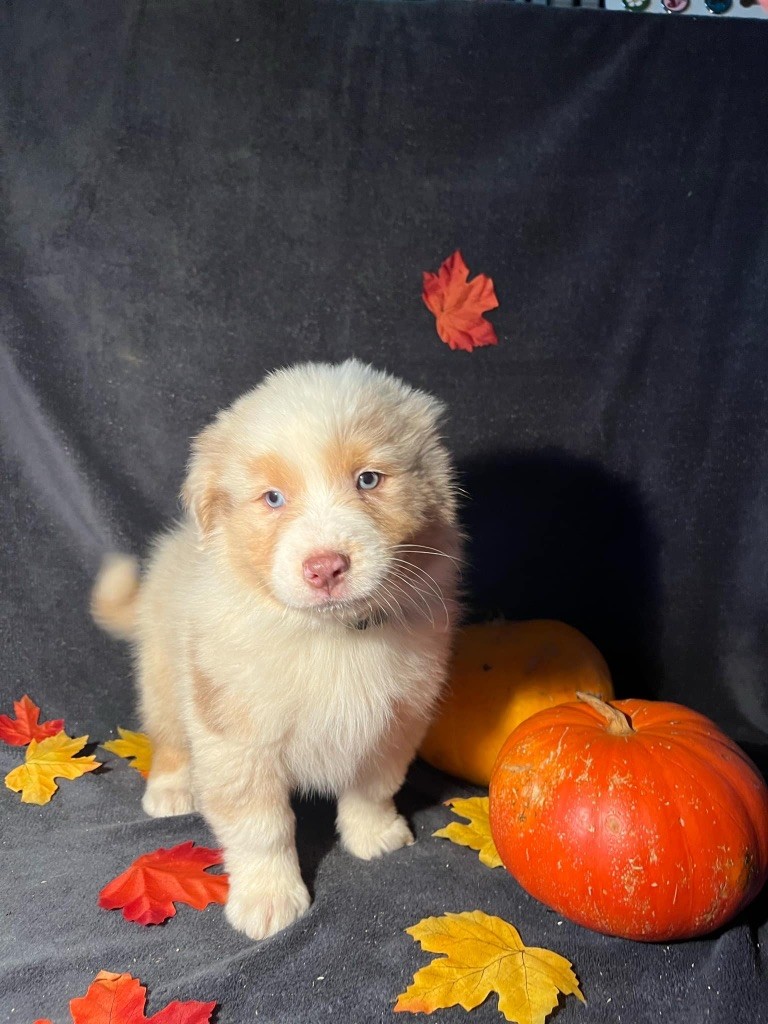 Du rivage des mille etangs - Chiots disponibles - Berger Australien
