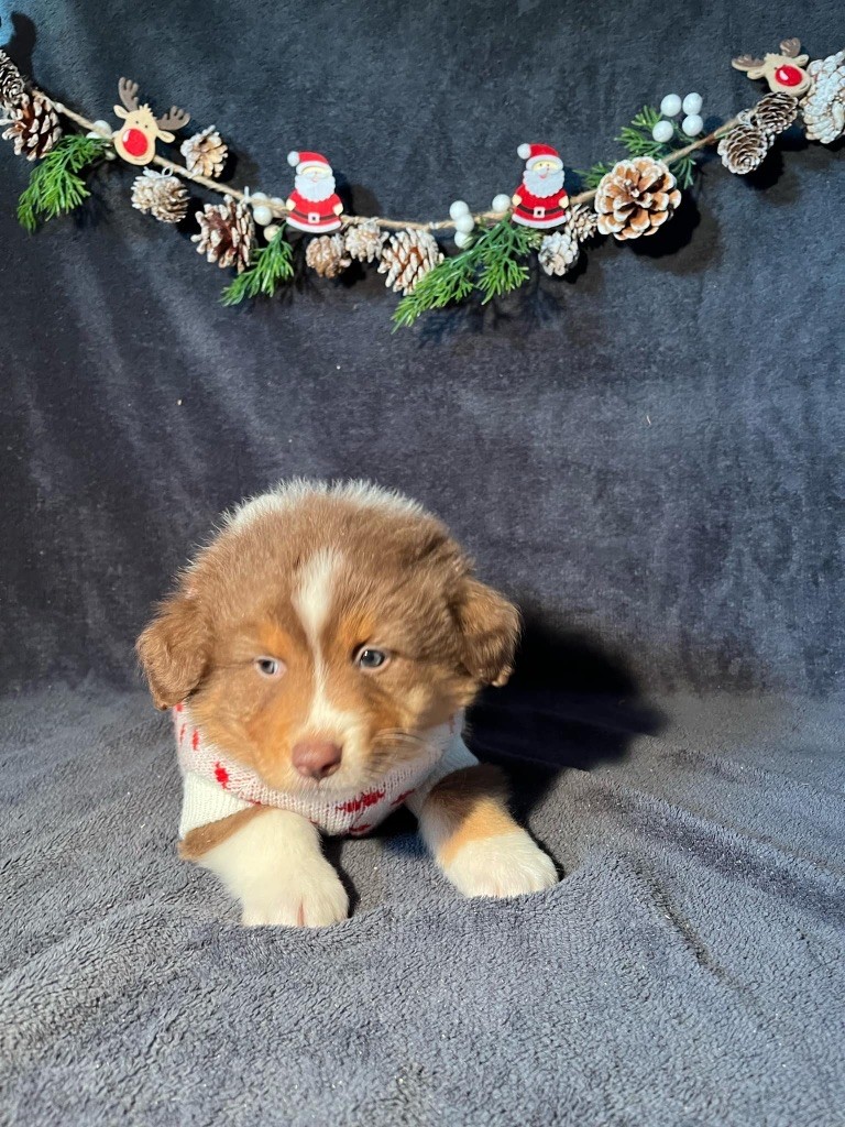 Du rivage des mille etangs - Chiots disponibles - Berger Australien