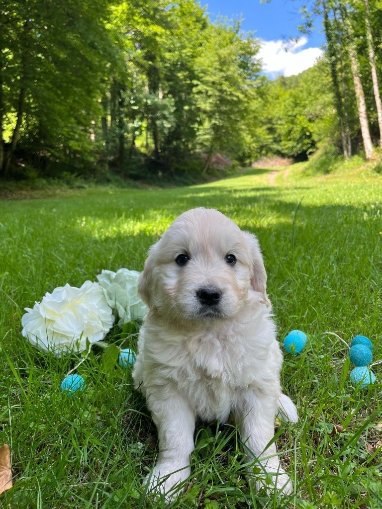 Du rivage des mille etangs - Chiots disponibles - Golden Retriever