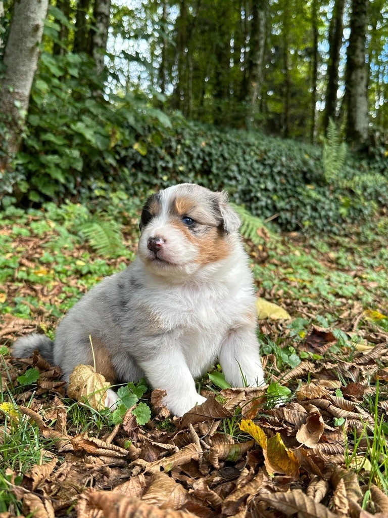 Du rivage des mille etangs - Chiots disponibles - Berger Australien