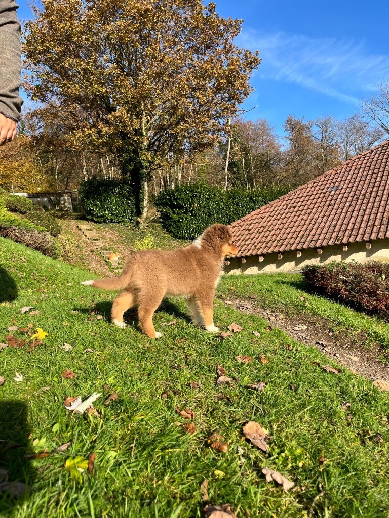 Du rivage des mille etangs - Chiots disponibles - Berger Australien