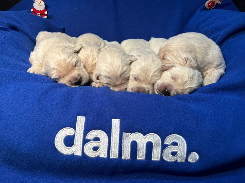 Du rivage des mille etangs - Chiots disponibles - Golden Retriever