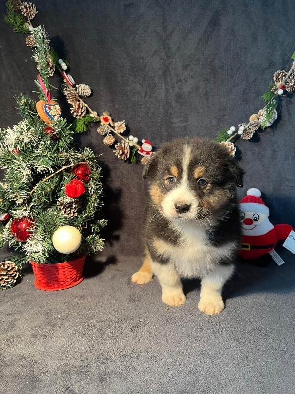 Du rivage des mille etangs - Chiots disponibles - Berger Australien