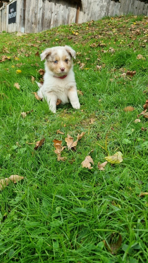 Du rivage des mille etangs - Chiots disponibles - Berger Australien