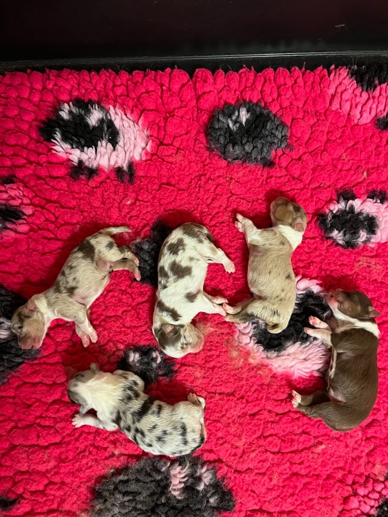 Du rivage des mille etangs - Chiots disponibles - Berger Australien