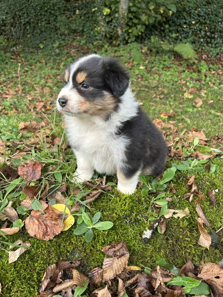 Du rivage des mille etangs - Chiots disponibles - Berger Australien
