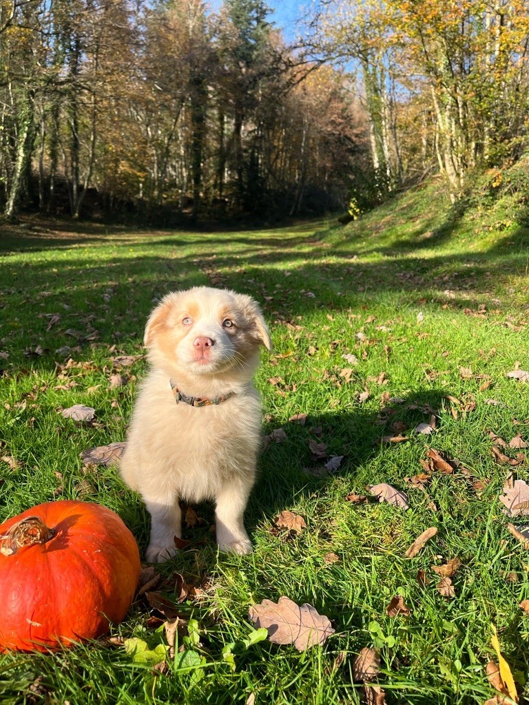 Du rivage des mille etangs - Chiots disponibles - Berger Australien