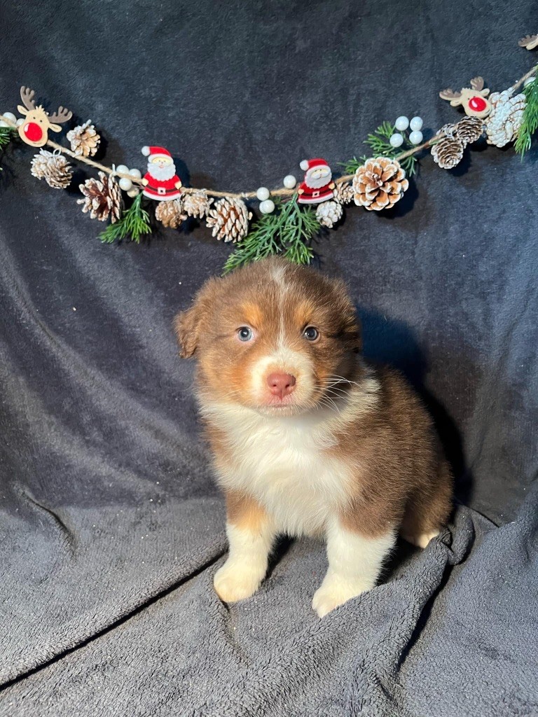 Du rivage des mille etangs - Chiots disponibles - Berger Australien