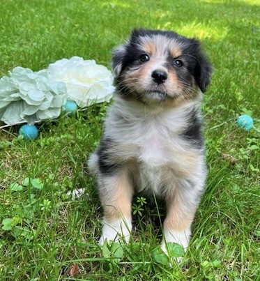Du rivage des mille etangs - Chiots disponibles - Berger Australien
