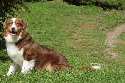 Chiot Berger Australien Du rivage des mille etangs