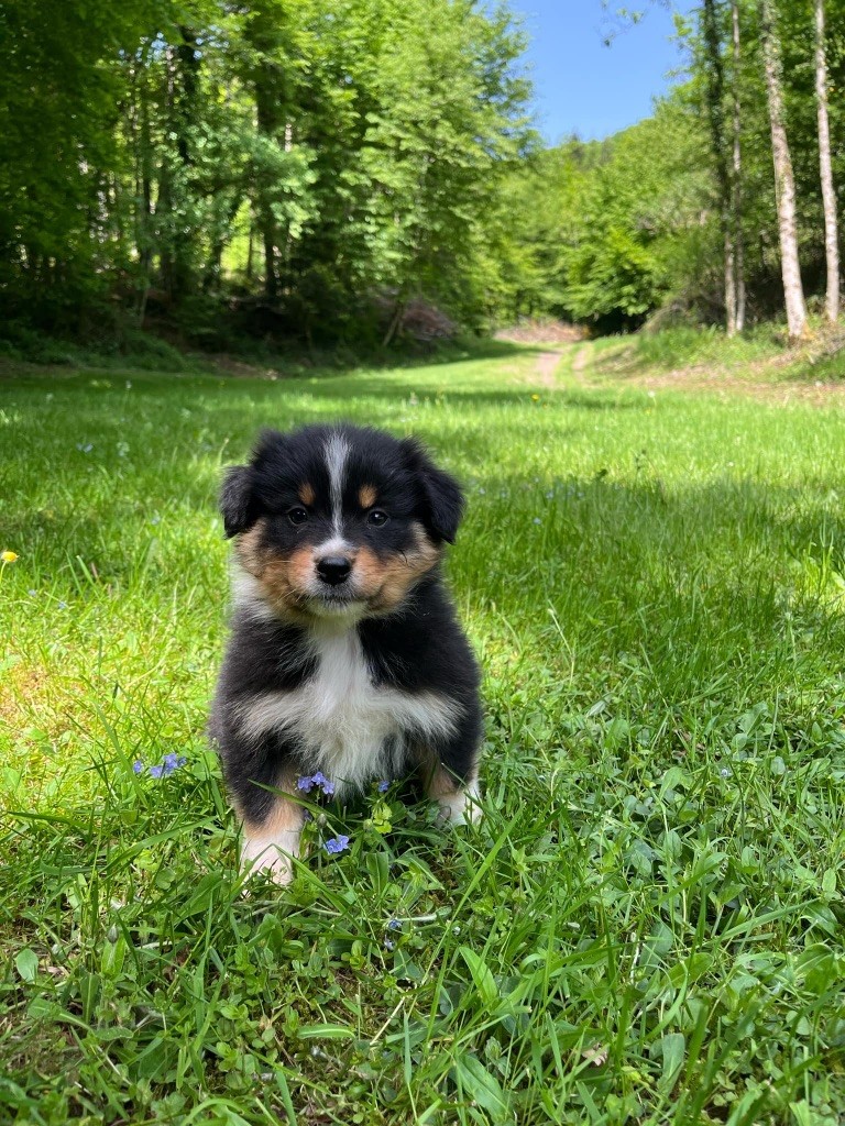 Du rivage des mille etangs - Chiots disponibles - Berger Australien