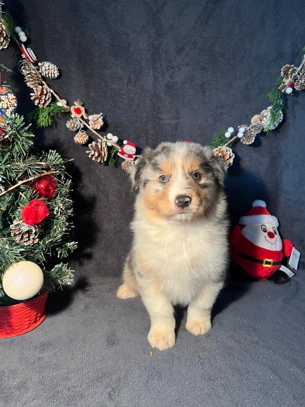 Du rivage des mille etangs - Chiots disponibles - Berger Australien