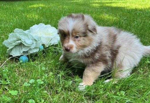 Du rivage des mille etangs - Chiots disponibles - Berger Australien