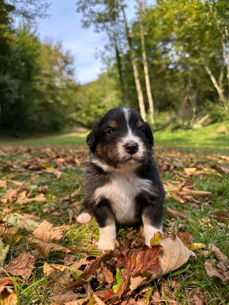 Du rivage des mille etangs - Chiots disponibles - Berger Australien