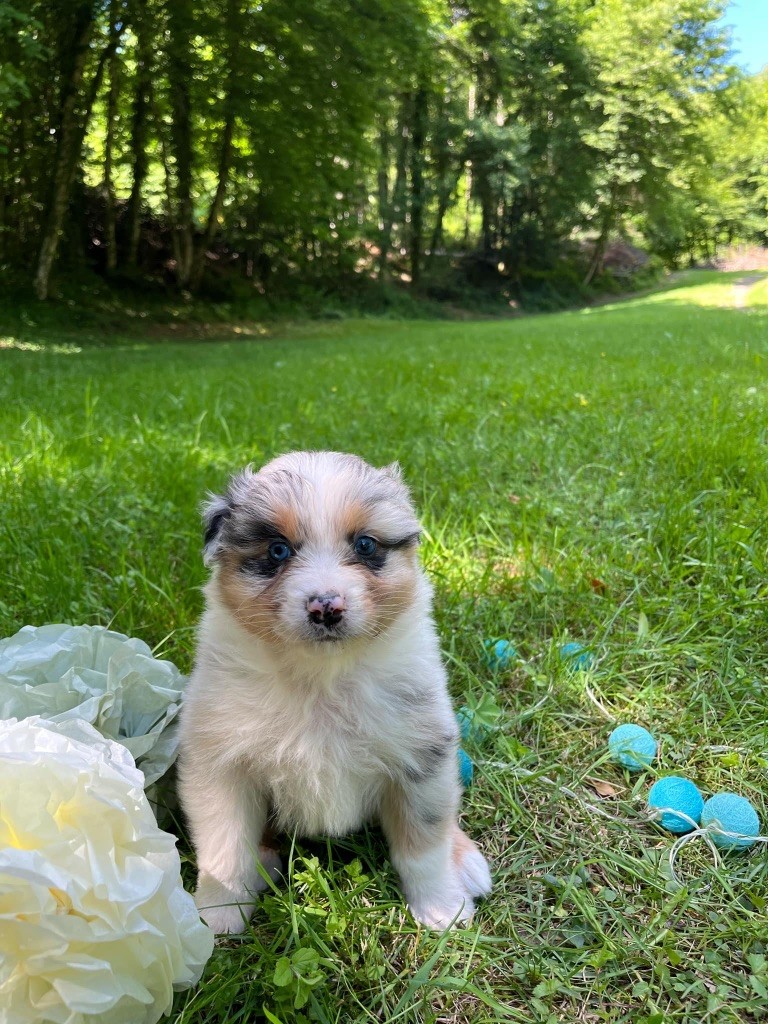 Du rivage des mille etangs - Chiots disponibles - Berger Australien