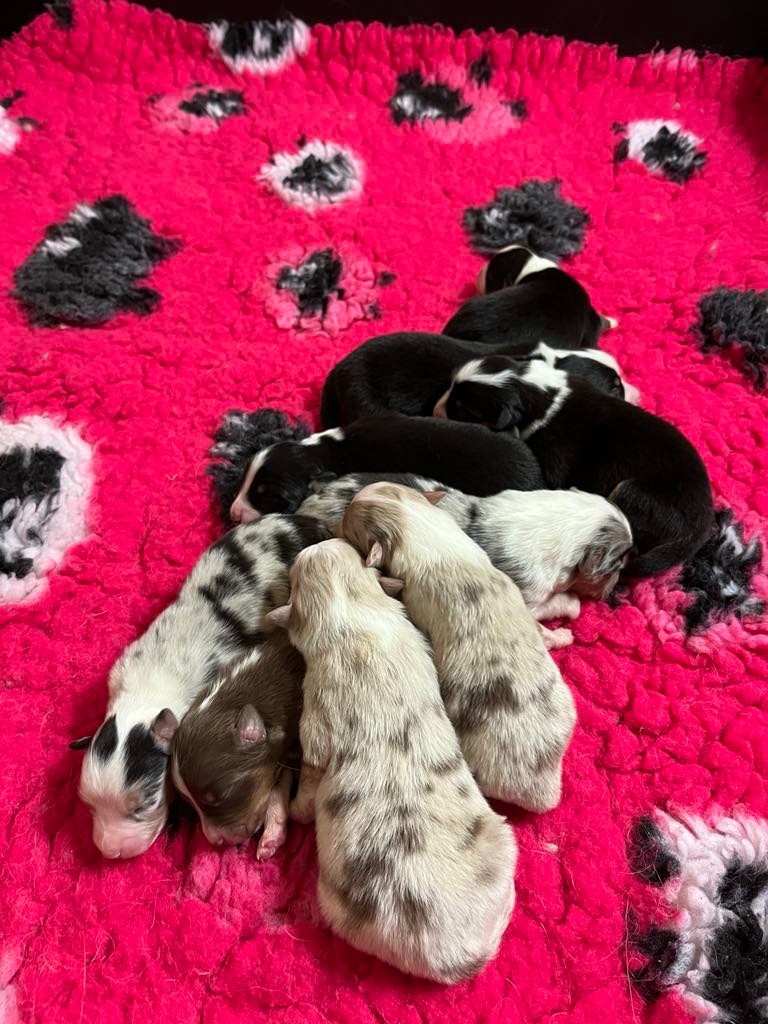 Du rivage des mille etangs - Chiots disponibles - Berger Australien