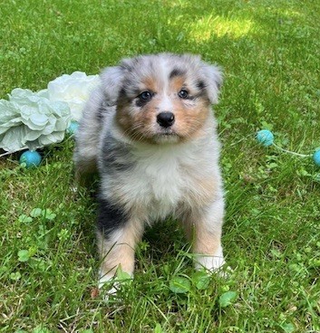 Du rivage des mille etangs - Chiots disponibles - Berger Australien