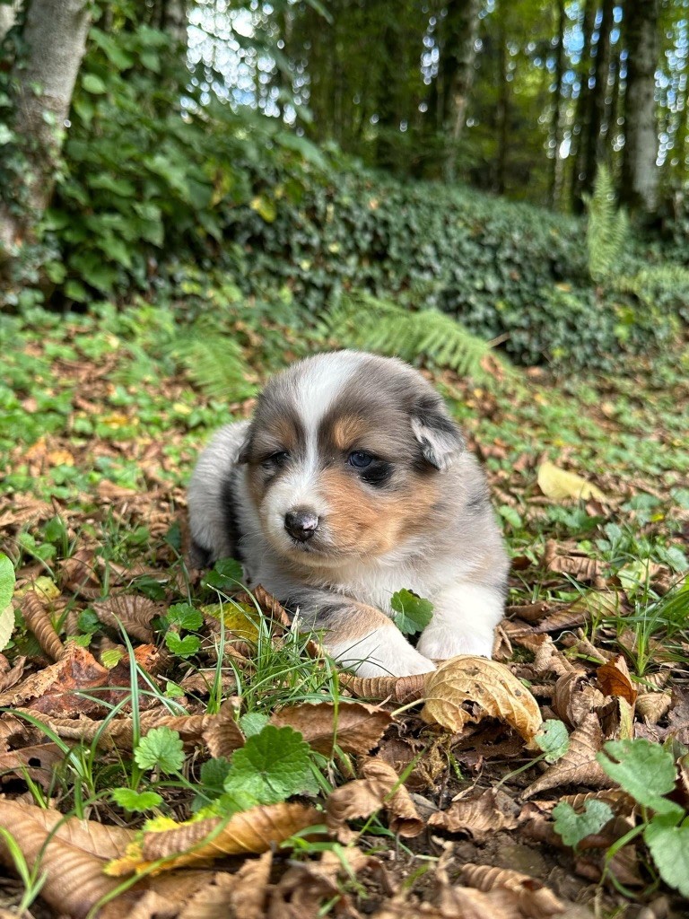Du rivage des mille etangs - Chiots disponibles - Berger Australien