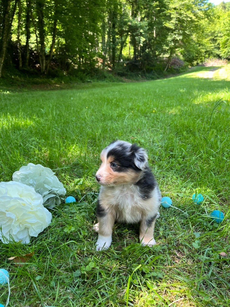 Du rivage des mille etangs - Chiots disponibles - Berger Australien