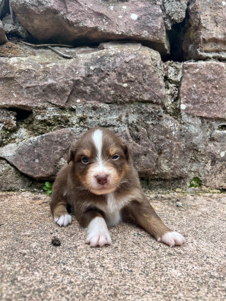 Du rivage des mille etangs - Chiots disponibles - Berger Australien