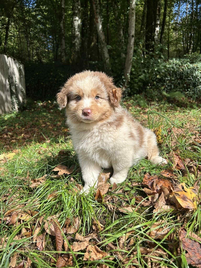 Du rivage des mille etangs - Chiots disponibles - Berger Australien