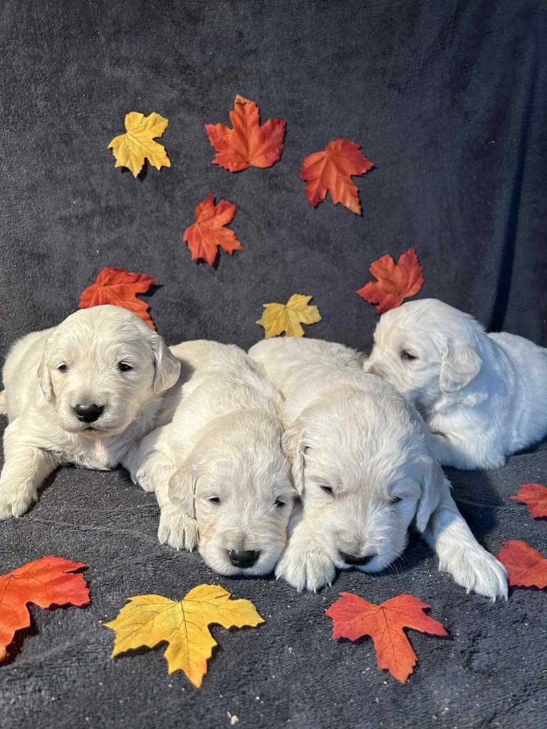 Du rivage des mille etangs - Chiots disponibles - Golden Retriever