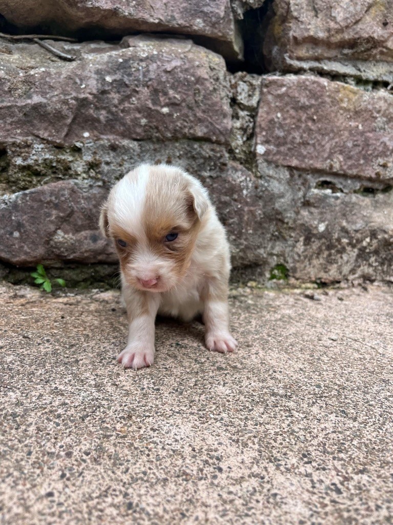 Du rivage des mille etangs - Chiots disponibles - Berger Australien