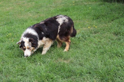 Chiot Berger Australien Du rivage des mille etangs