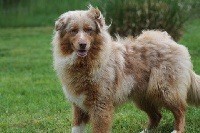 Chiot Berger Australien Du rivage des mille etangs