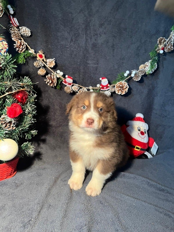 Du rivage des mille etangs - Chiots disponibles - Berger Australien