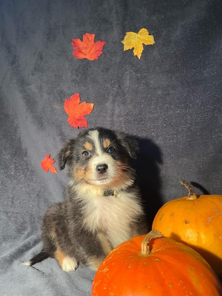 Du rivage des mille etangs - Chiots disponibles - Berger Australien