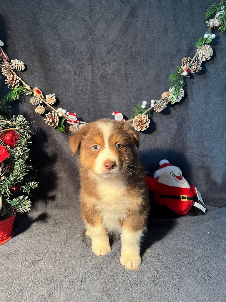 Du rivage des mille etangs - Chiots disponibles - Berger Australien