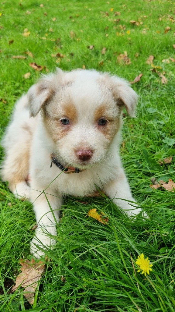 Du rivage des mille etangs - Chiots disponibles - Berger Australien