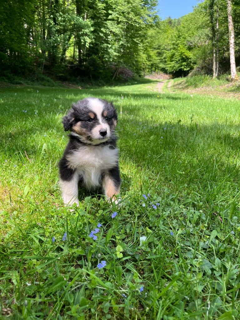 Du rivage des mille etangs - Chiots disponibles - Berger Australien