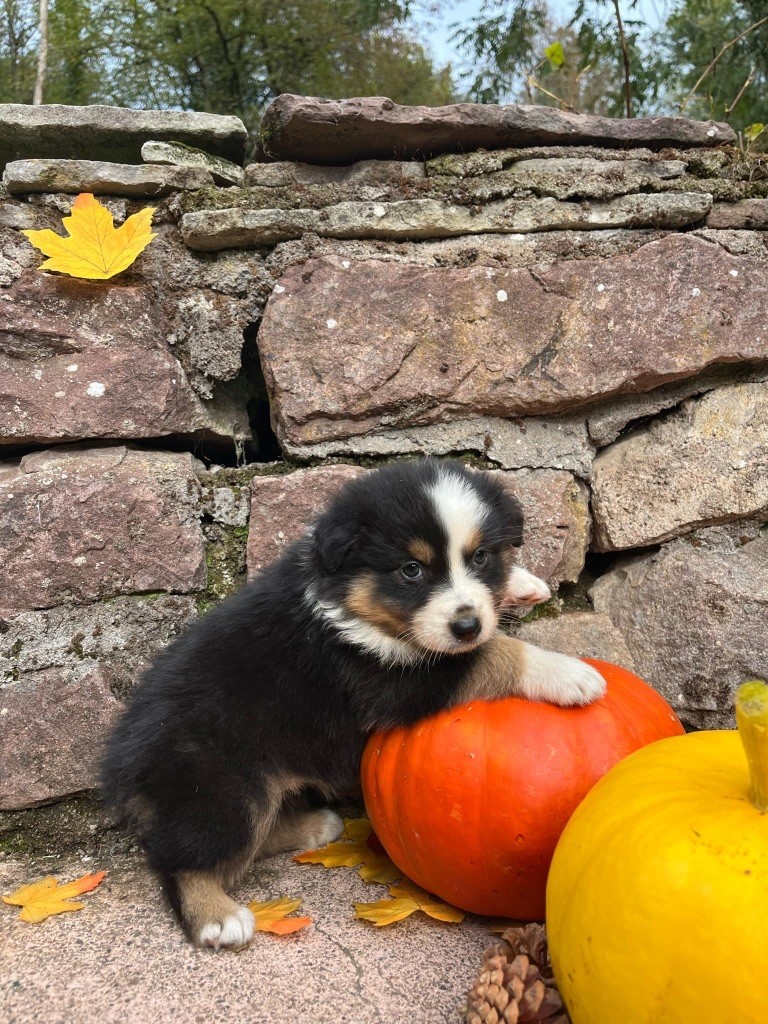 Du rivage des mille etangs - Chiots disponibles - Berger Australien