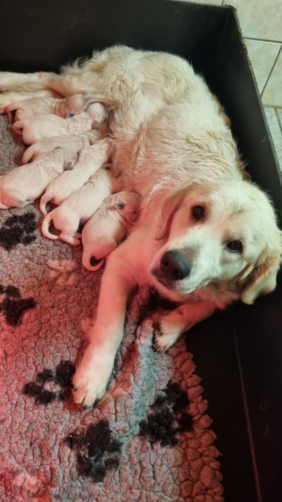 Du rivage des mille etangs - Chiots disponibles - Golden Retriever