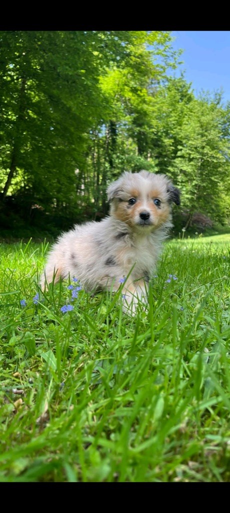 Du rivage des mille etangs - Chiots disponibles - Berger Australien