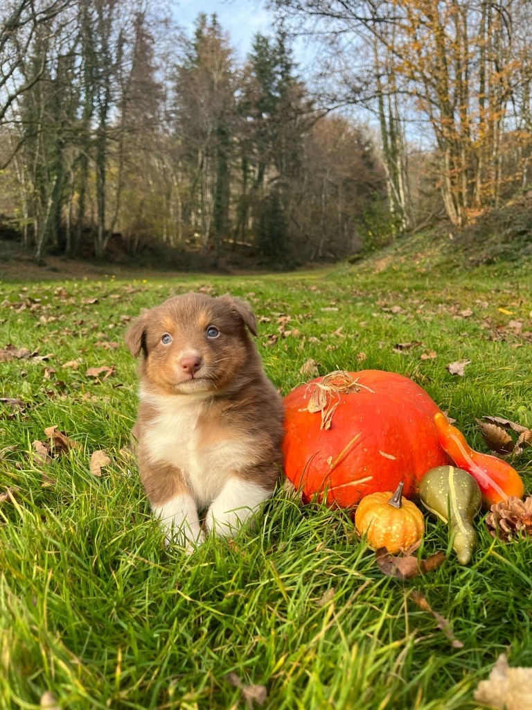 Du rivage des mille etangs - Chiots disponibles - Berger Australien