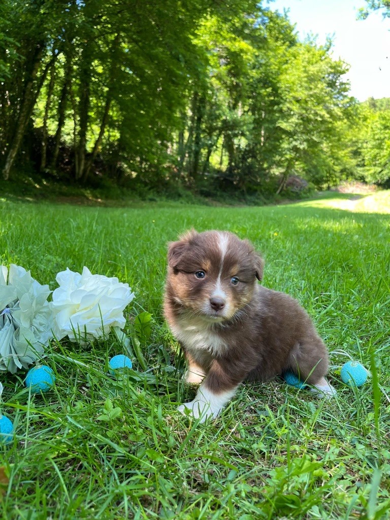 Du rivage des mille etangs - Chiots disponibles - Berger Australien