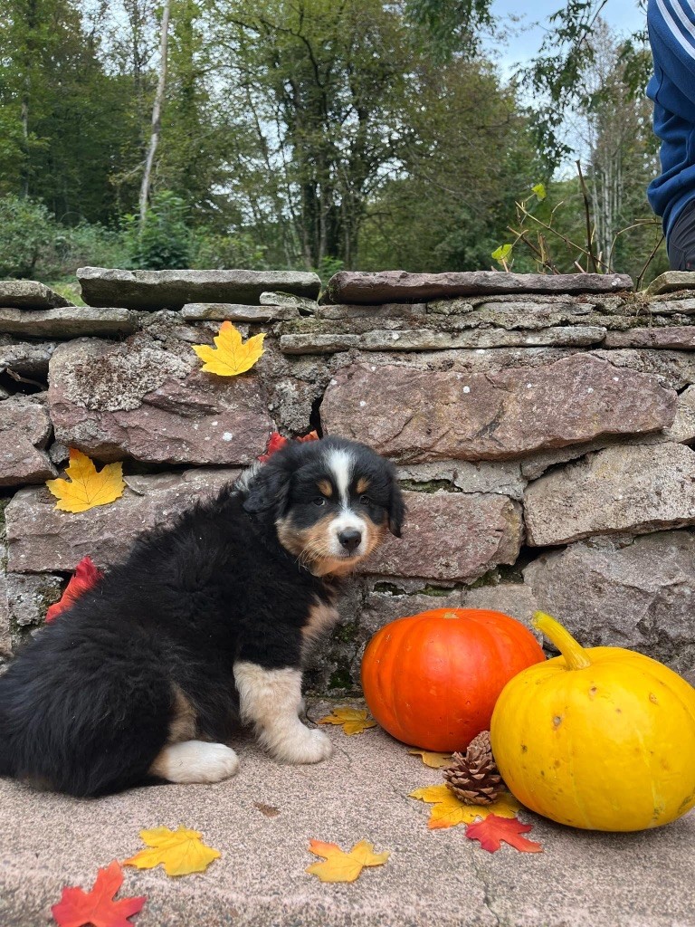 Du rivage des mille etangs - Chiots disponibles - Berger Australien