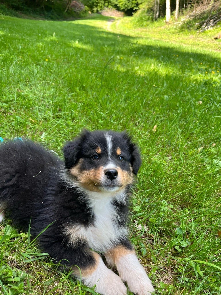 Du rivage des mille etangs - Chiots disponibles - Berger Australien