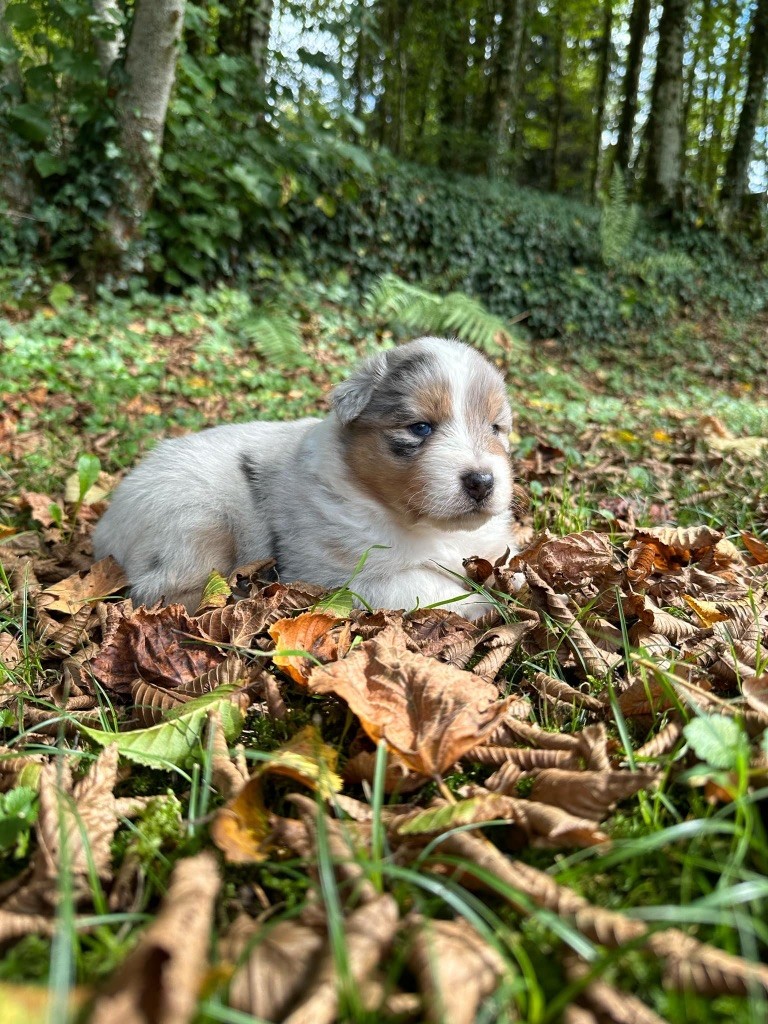 Du rivage des mille etangs - Chiots disponibles - Berger Australien