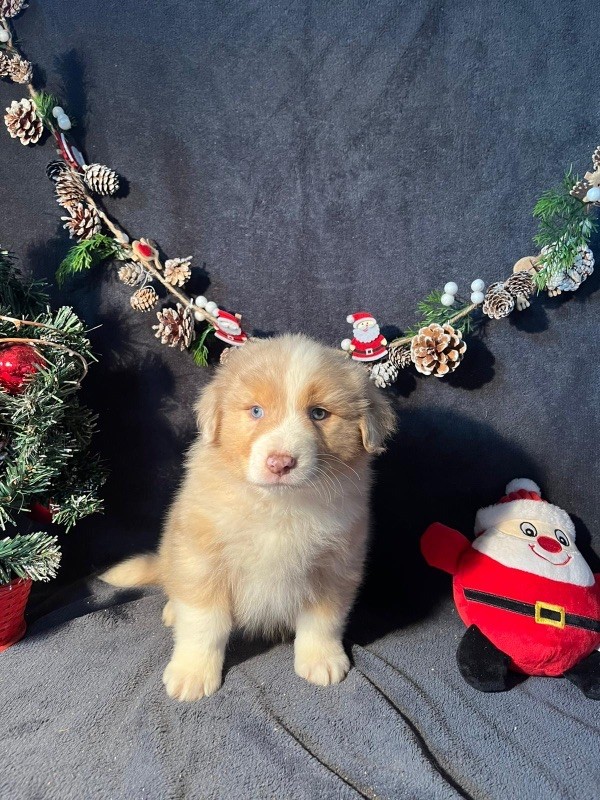 Du rivage des mille etangs - Chiots disponibles - Berger Australien