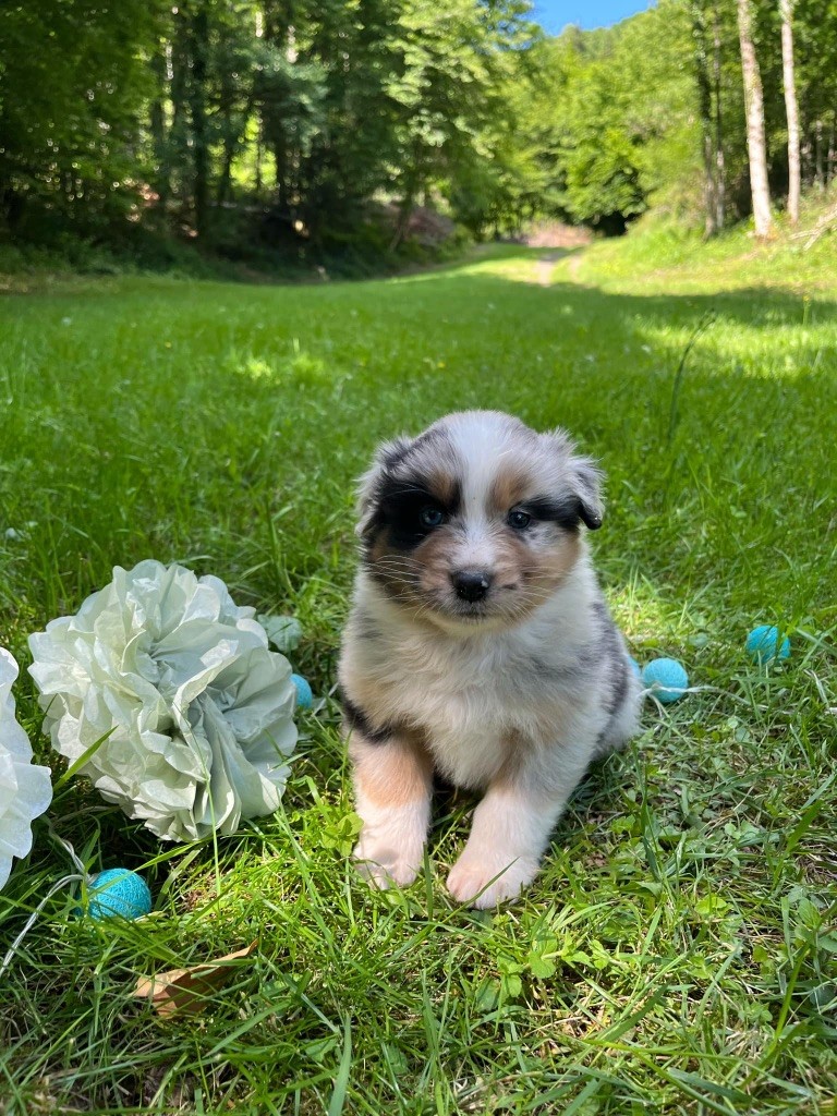 Du rivage des mille etangs - Chiots disponibles - Berger Australien